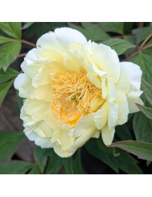 Paeonia Golden Vanity (S) (10lt)