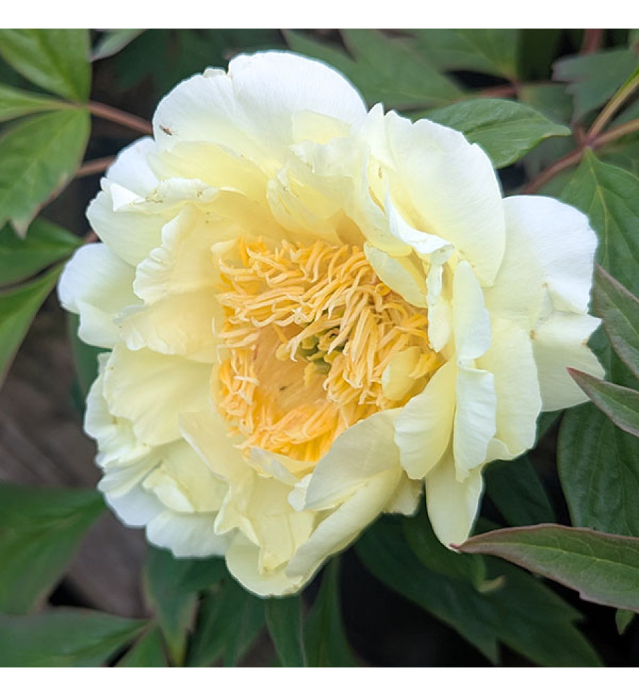 Paeonia Golden Vanity (S) (10lt)