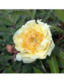 Paeonia Golden Vanity (S) (10lt)