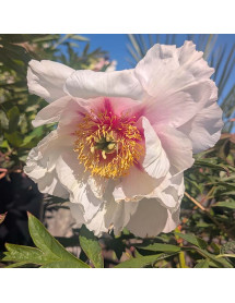 Paeonia Helene Martin (S) (3lt)