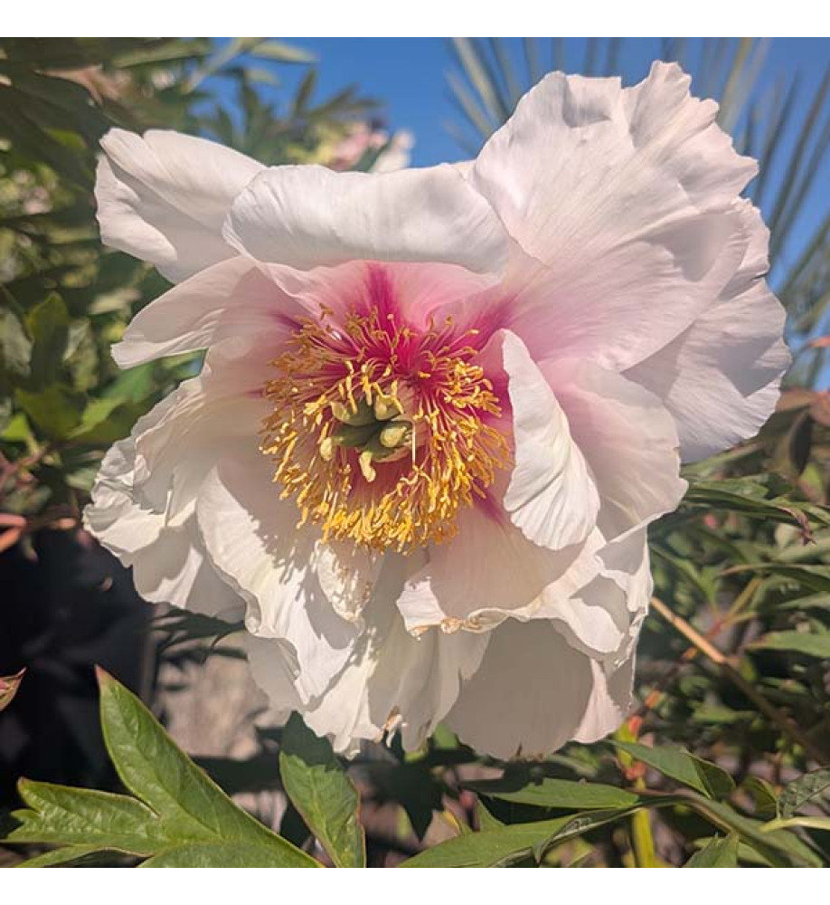 Paeonia Helene Martin (S) (3lt)