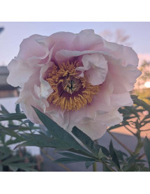Paeonia Helene Martin (S) (3lt)