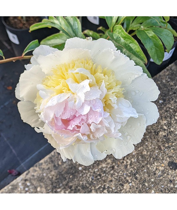 Paeonia lactiflora Honey Gold (3lt)