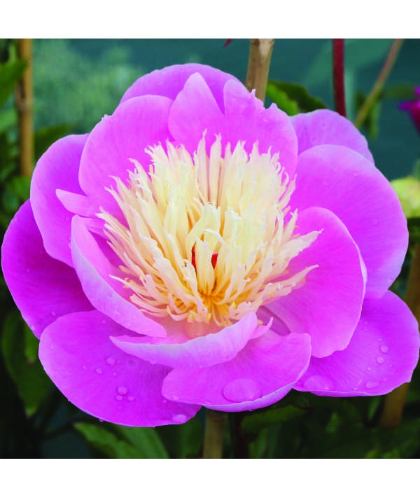 Paeonia lactiflora Bowl of Beauty (3lt) Paeonia lactiflora Bowl of Beauty (3lt)