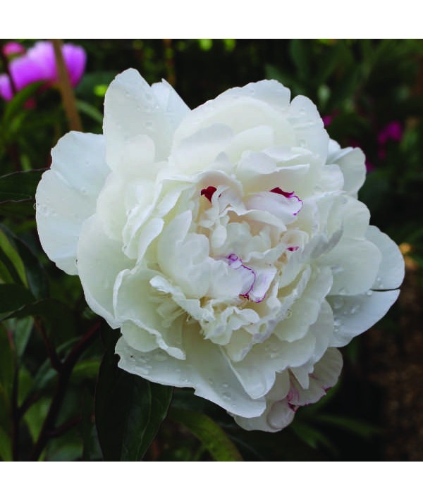 Paeonia lactiflora Festiva Maxima (3lt) Paeonia lactiflora Festiva Maxima (3lt)
