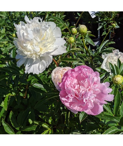 Paeonia lactiflora Mister Ed (3lt)