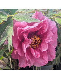 Paeonia Leda (S) (7lt)