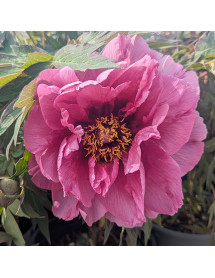 Paeonia Leda (S) (7lt)