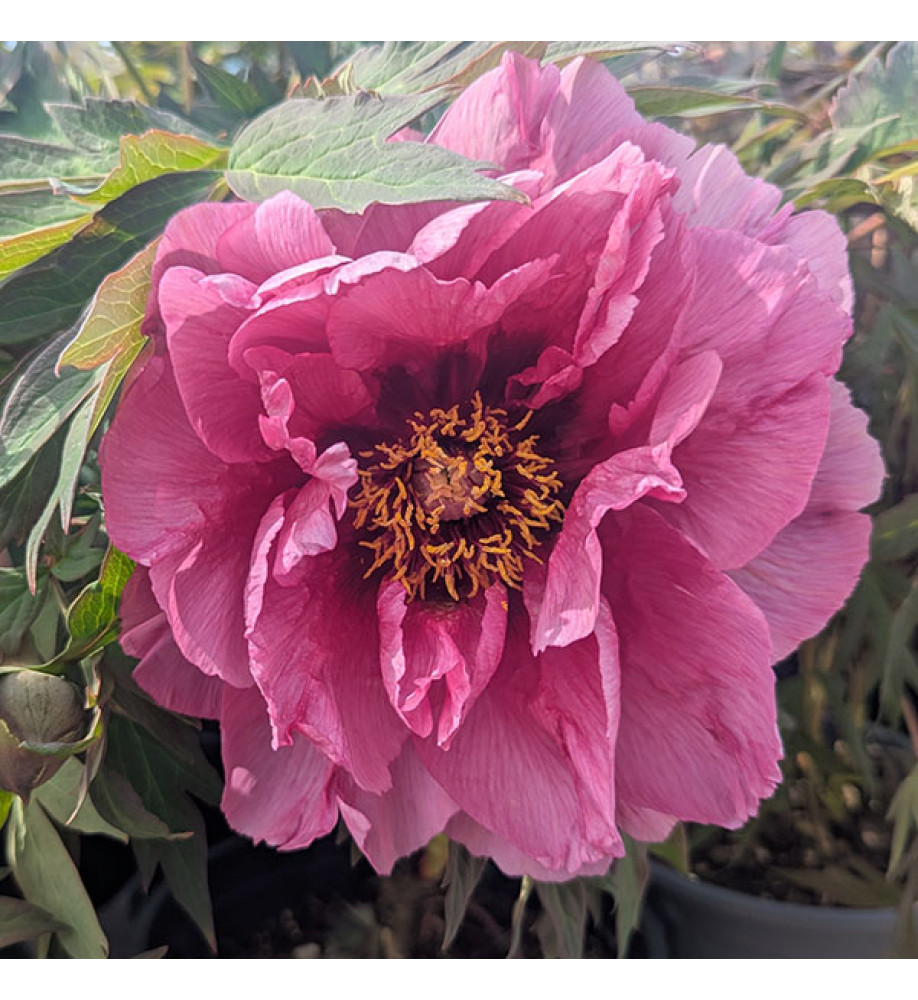 Paeonia Leda (S) (7lt)