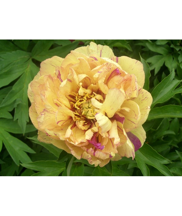 Paeonia Lollipop (6lt) Paeonia Lollipop (6lt)