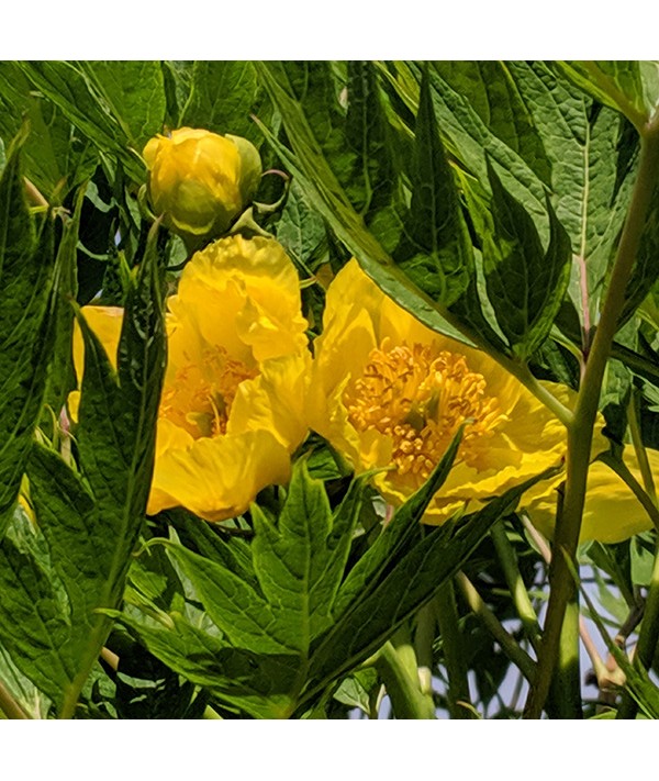 Paeonia lutea (3lt) Paeonia lutea (3lt)