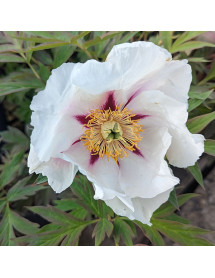 Paeonia lutea Center Stage (15lt)