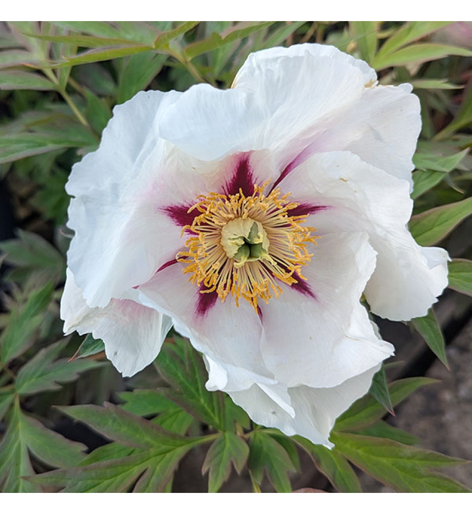 Paeonia lutea Center Stage (15lt)