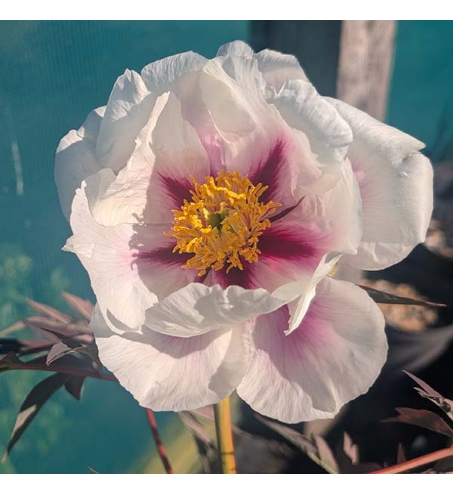 Paeonia lutea Center Stage (15lt) Paeonia lutea Center Stage (15lt)