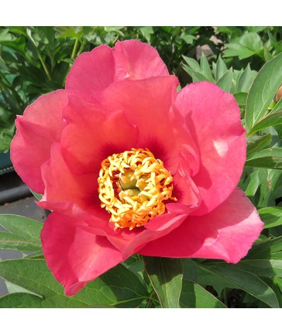 Paeonia Old Rose Dandy (6lt)