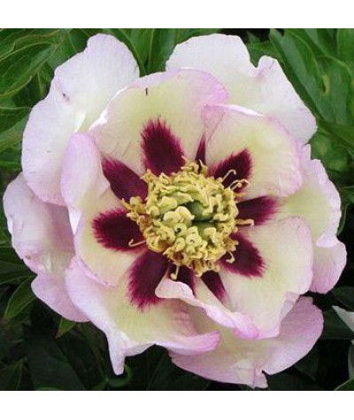 Paeonia Pastel Splendor (7lt)