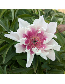 Paeonia Raggedy Ann (7lt)