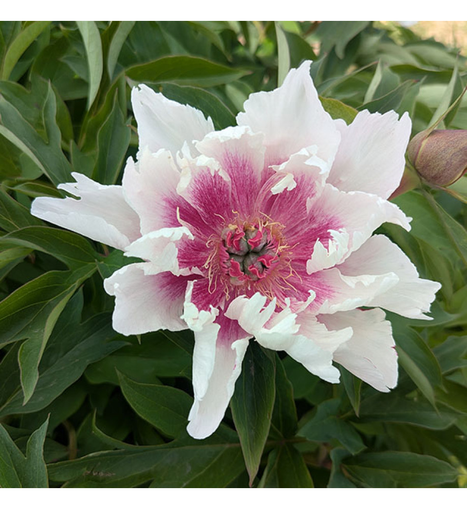 Paeonia Raggedy Ann (9.5lt)