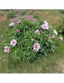 Paeonia Raggedy Ann (7lt)