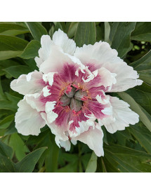 Paeonia Raggedy Ann (9.5lt) Paeonia Raggedy Ann (9.5lt)