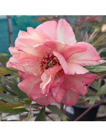 Paeonia Renown (S) (10lt)