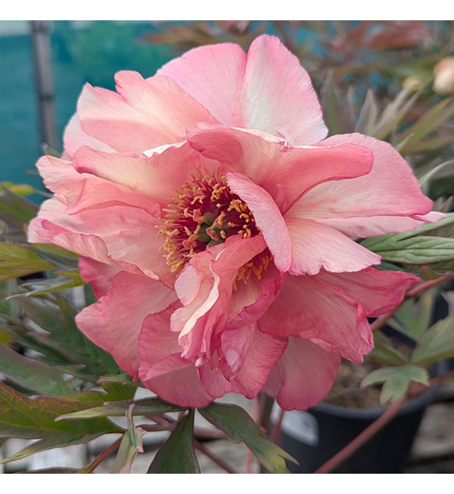 Paeonia Renown (S) (12lt)