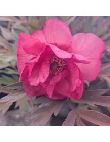 Paeonia Renown (S) (10lt)
