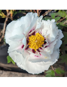 Paeonia rockii (7lt)
