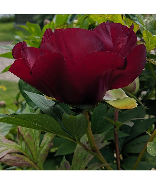 Paeonia Scarlet Heaven (4lt) Paeonia Scarlet Heaven (4lt)