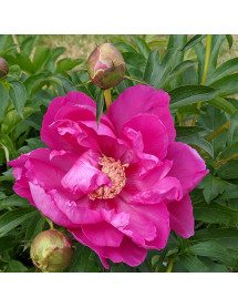 Paeonia Sonoma Amethyst (3lt)