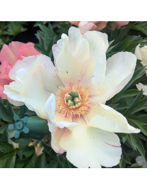 Paeonia Sonoma Floozy (3lt)