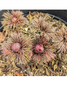 Paeonia tenuifolia rubra plena (4lt)