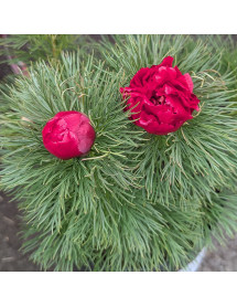 Paeonia tenuifolia rubra plena (4lt)