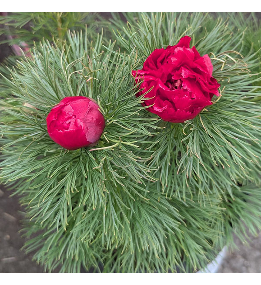Paeonia tenuifolia rubra plena (4lt)