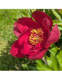 Paeonia Unique (7lt)