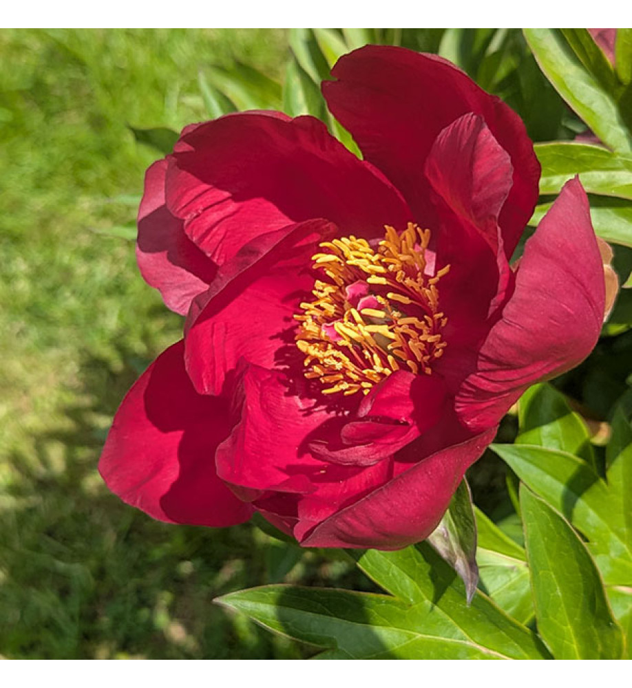 Paeonia Unique (7lt)