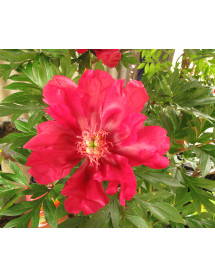 Paeonia Unique (7lt)