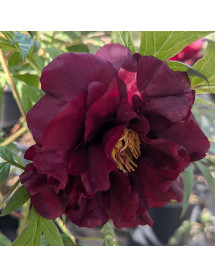 Paeonia Vesuvian (S) (3lt)