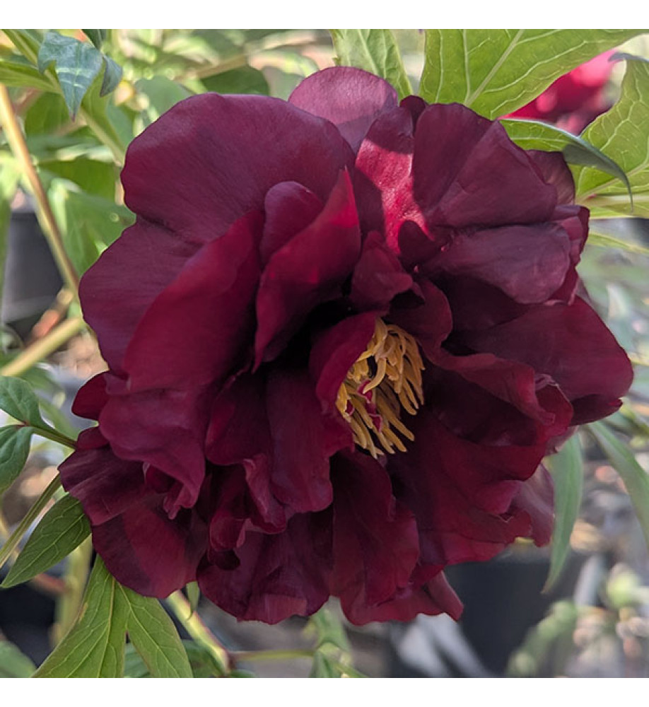 Paeonia Vesuvian (S) (7lt)