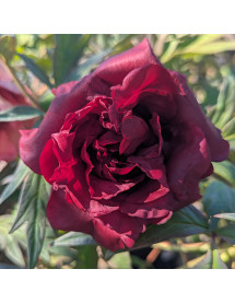 Paeonia Vesuvian (S) (3lt)