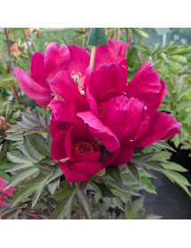 Paeonia Watermelon Wine (7lt)