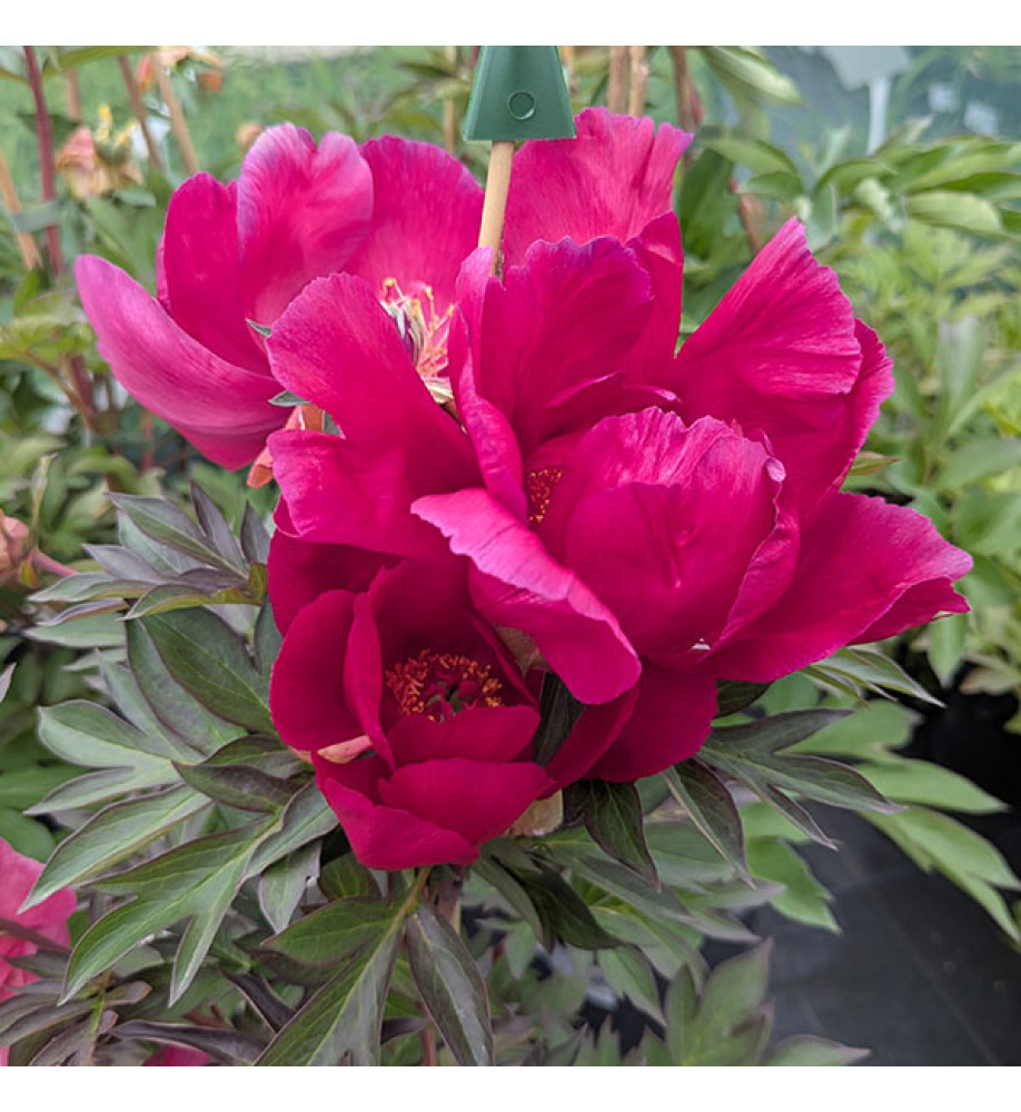 Paeonia Watermelon Wine (7lt)