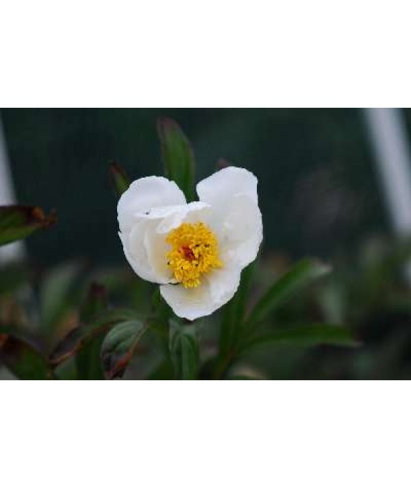 Paeonia lactiflora White Wings (3lt) Paeonia lactiflora White Wings (3lt)