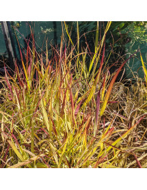 Panicum virgatum Oxblood Autumn (2lt)