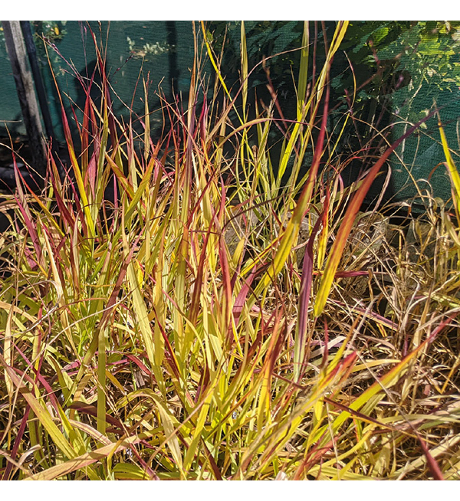 Panicum virgatum Oxblood Autumn (2lt)