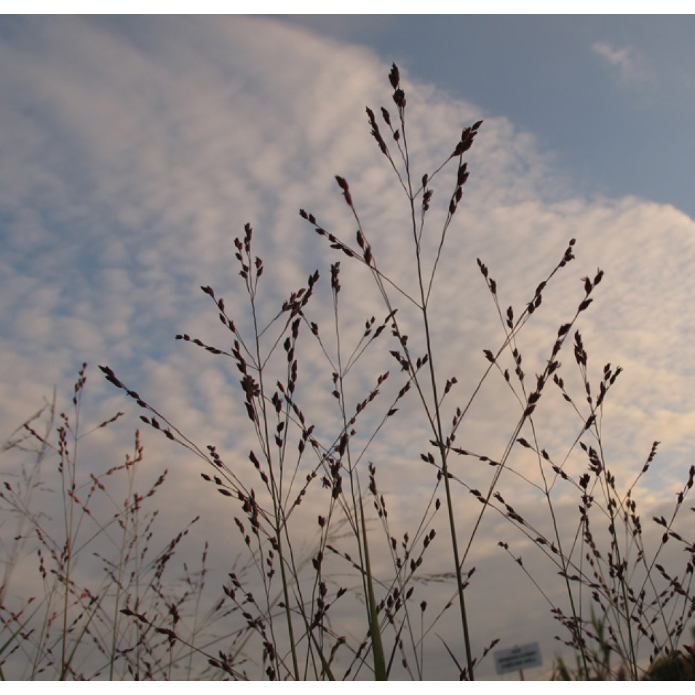 Panicum virgatum Shenandoah (1lt)