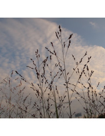 Panicum virgatum Shenandoah (1lt)