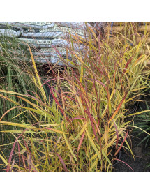Panicum virgatum Shenandoah (1lt)