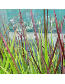 Panicum virgatum Squaw (3lt)