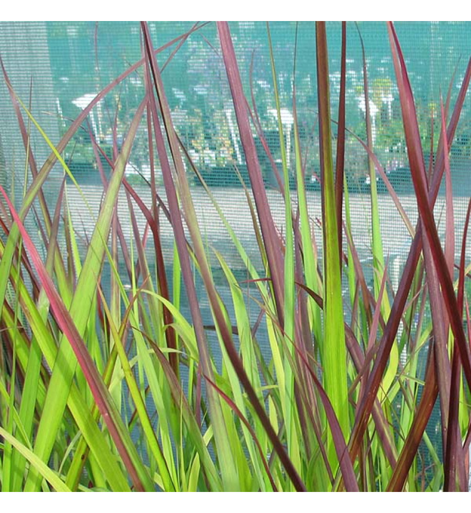 Panicum virgatum Squaw (3lt)